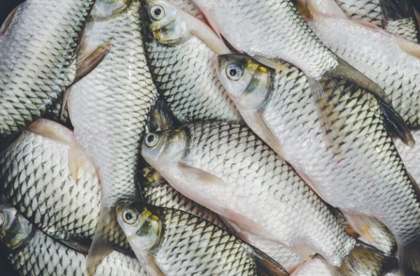 India's Price of Frozen Freshwater Fish Rises Modestly to $2,353/Ton